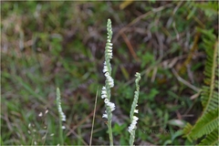 Spiranthes lancea